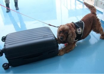 Business Class’ta uyuşturucu taşıdılar