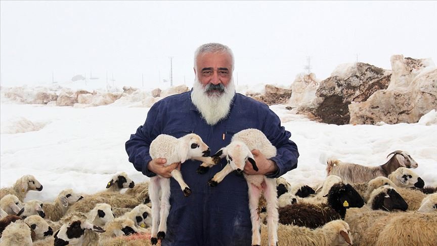 Ahmet Kıl koyun çiftliği