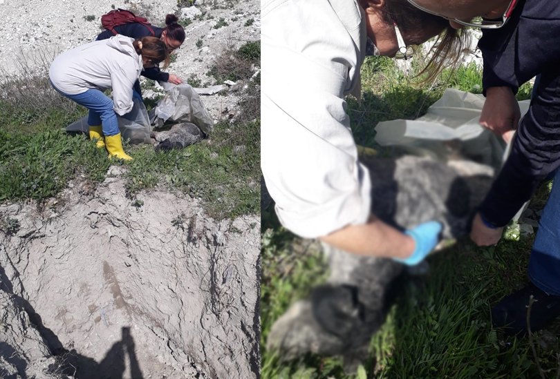 Burdur-Belediyesi-Sokak-Hayvanları-Geçici-Bakımevi--ölü-köpekler