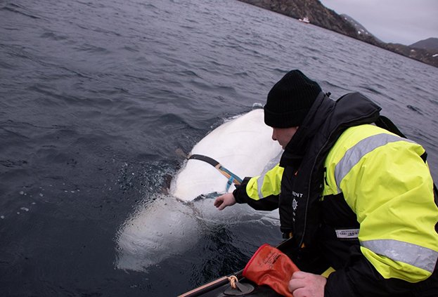 norveç'te balina bulundu