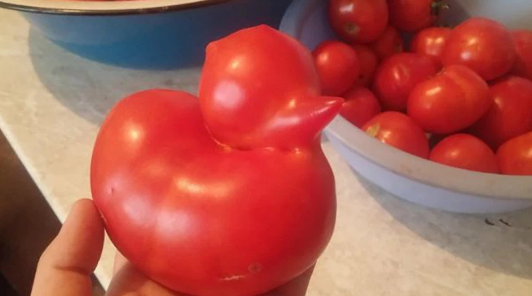 Ördek şeklinde bir domates.