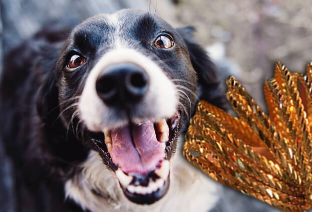 Adana’da yalnız yaşayan Hanım Sağlam 3 sene önce ölünce, akrabaları evi kiraya verdi. Kiracıların köpeği, kapının önüne koyulan çekyatta altın buldu. Altınların sahibi belirlenemedi.