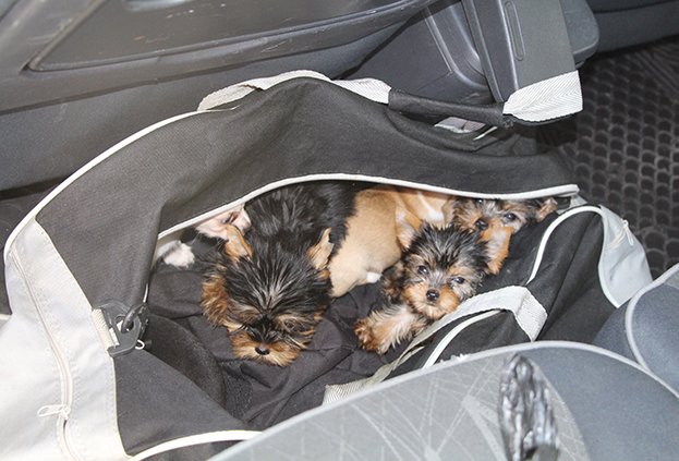 Kapıkule'de kaçak köpek yavrusu ele geçirildi