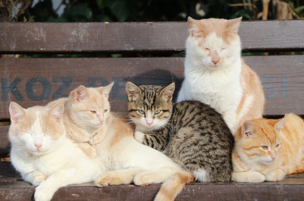 Beykoz sokaklarındaki kedilere sıcacık yuvalar