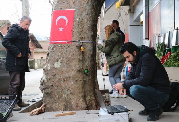 Beykoz’da anıt ağaçlara sağlık taraması