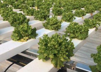 Organik tarımın gözdesi Beykoz'dan taze kıvırcık üretimi