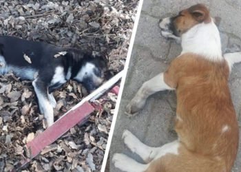 Geyikli’de köpek katliamı halkı ayağa kaldırdı