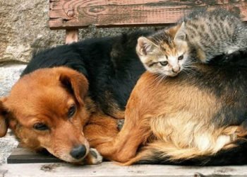 Minik dostlarımız Üsküdar’da emin ellerde