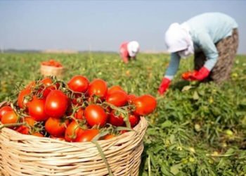 Beykoz'da çiftçilere alım garantili üreticilik müjdesi