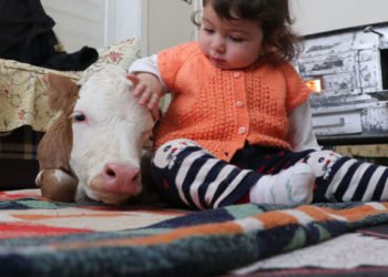 Erzincan’da üşümesin diye eve alınan buzağı minik Duru'nun arkadaşı oldu