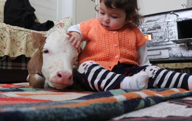 Erzincan’da üşümesin diye eve alınan buzağı minik Duru'nun arkadaşı oldu