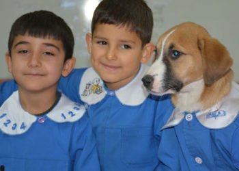 Fındık köpek gençlik hastalığına yakalandı