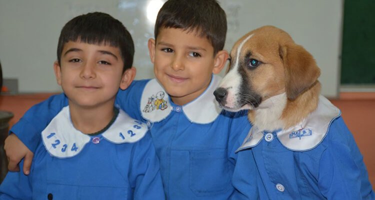 Fındık köpek gençlik hastalığına yakalandı