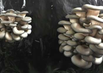 Beykoz istiridye mantarı üretiminde şampiyon   