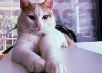 Dünya Kediler Günü:17 Şubat