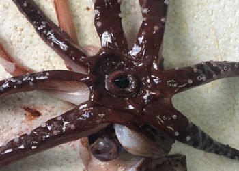 Heyecanlandırdı! Türkiye'de ilk kez yakalandı