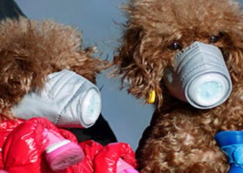 Koronavirüs kaynaklı ilk köpek ölümü