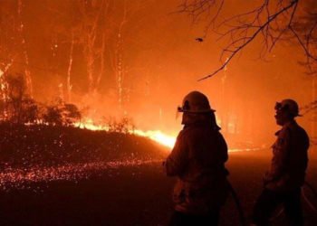 Ve bitti! 240 gün sürdü, bir milyar canlı yok oldu