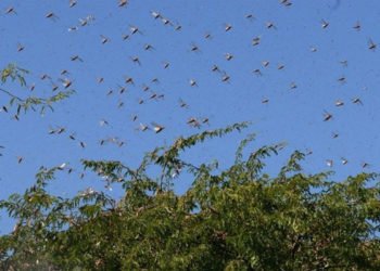 BM'den çekirge istilası uyarısı: 20 kat daha büyük