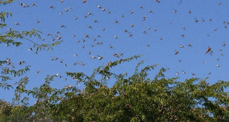 BM'den çekirge istilası uyarısı: 20 kat daha büyük