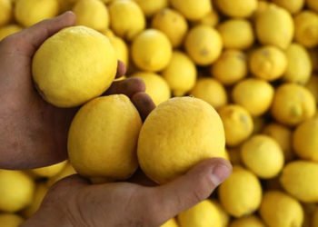 Limon ihracatı ön izne bağlandı