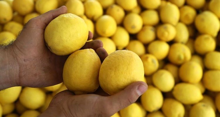 Limon ihracatı ön izne bağlandı