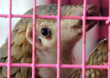 Koronavirüs nedeniyle pangolin ve yarasanın satışları yasaklandı