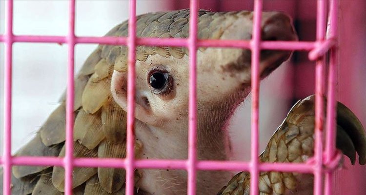 Koronavirüs nedeniyle pangolin ve yarasanın satışları yasaklandı