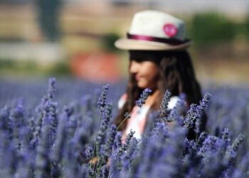 Afşin Lavantası Dünyaya açılıyor